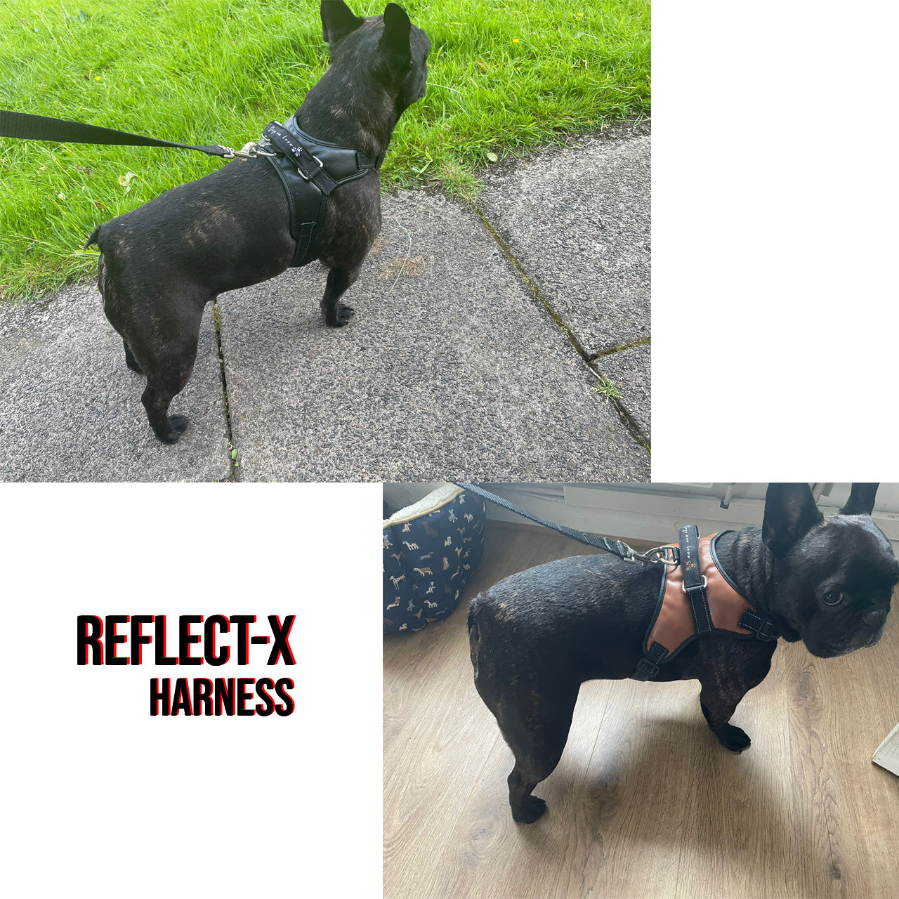 Pet Armour Reflect-X Dog Harness